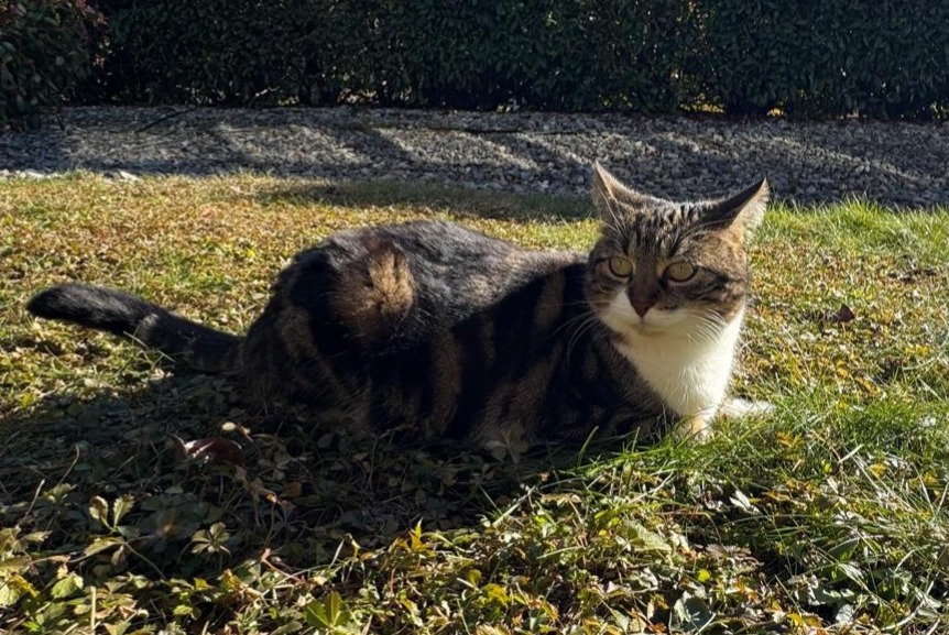 Vermisstmeldung Katze Weiblich , 5 jahre Chalais Schweiz