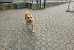 Fundmeldung Hund Männliche Saint-Michel-sur-Orge Frankreich