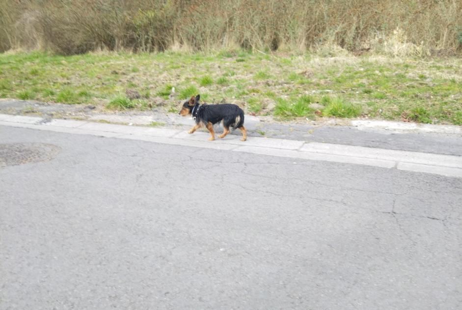 Fundmeldung Hund Männliche Escautpont Frankreich