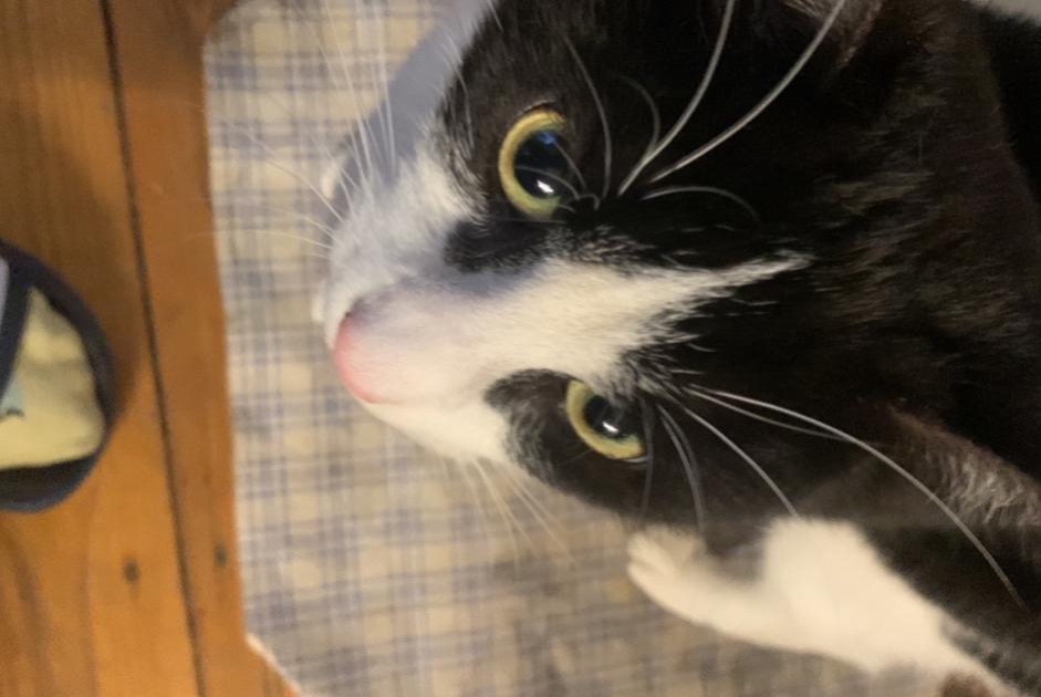 Vermisstmeldung Katze  Männliche , 2 jahre Saint-Gilles Belgien