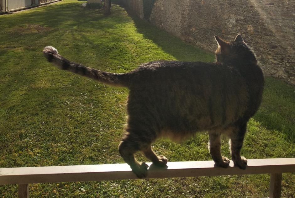 Vermisstmeldung Katze Männliche , 10 jahre Nantes Frankreich