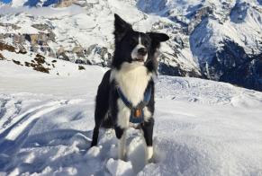 Vermisstmeldung Hund  Männliche , 3 jahre Kirchdorf Schweiz