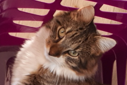 Disappearance alert Cat  Male , 6 years Montbazon France