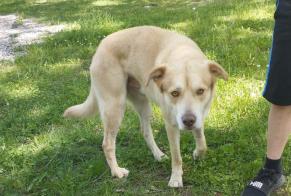 Discovery alert Dog Male Langeac France