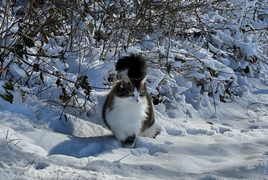 Disappearance alert Cat Female , 5 years Corsier-sur-Vevey Switzerland