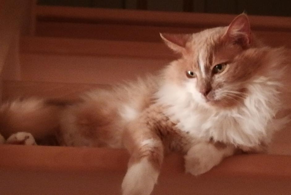 Disappearance alert Cat miscegenation Male , 12 years Plescop France