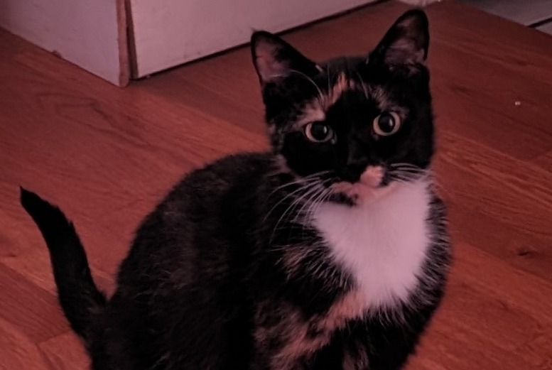 Disappearance alert Cat Female , 2 years La Madeleine France