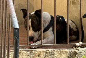 Discovery alert Dog  Male Marseille France
