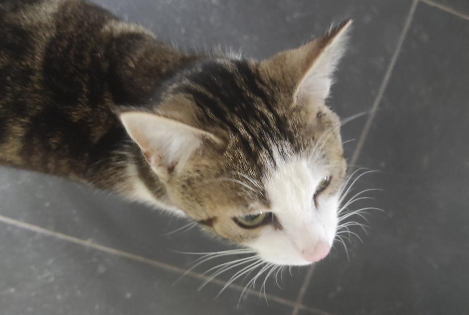 Discovery alert Cat  Male Saint-Max France