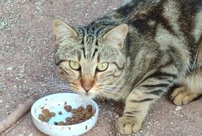 Discovery alert Cat Male Toulon France