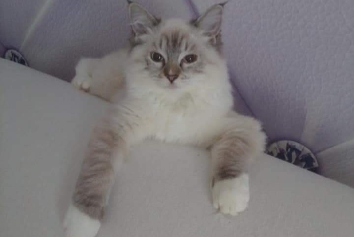 Disappearance alert Cat  Female , 3 years Corneville-sur-Risle France