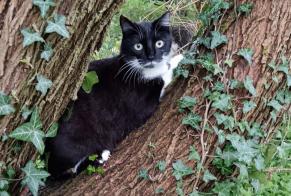Disappearance alert Cat  Male , 2 years Châlons-en-Champagne France