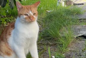 Disappearance alert Cat  Male , 2 years Beaugency France