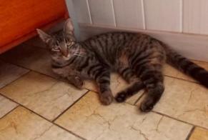 Disappearance alert Cat Female , 2 years Saint-Mexant France