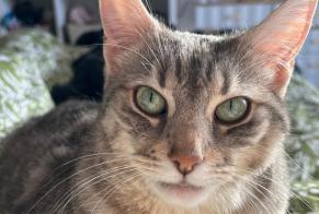 Disappearance alert Cat  Female , 4 years Paris France