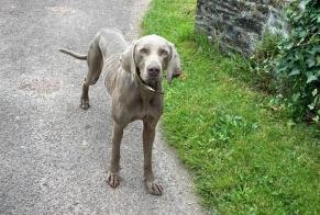 Discovery alert Dog  Female Mialet France
