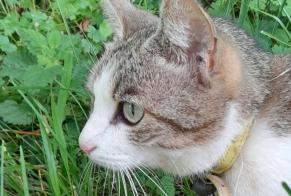 Discovery alert Cat Female Lissac-et-Mouret France