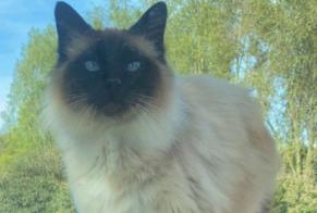 Disappearance alert Cat  Male , 9 years Sainte-Sabine-sur-Longève France
