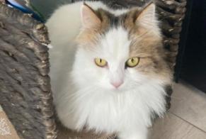 Disappearance alert Cat  Female , 3 years Les Sables-d'Olonne France