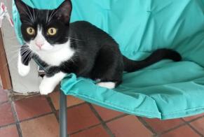 Disappearance alert Cat  Male , 1 years Bruyères-sur-Oise France