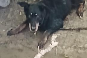 Discovery alert Dog miscegenation Female Penne-d'Agenais France