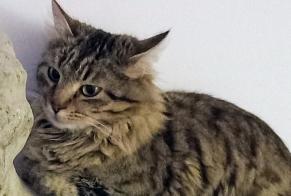 Disappearance alert Cat Male , 1 years Saint-Aubin-de-Cadelech France