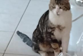 Discovery alert Cat Male Pontorson France