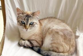 Disappearance alert Cat Female , 5 years Saint-Parres-aux-Tertres France