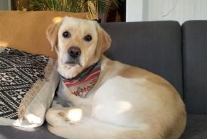 Disappearance alert Dog  Male , 4 years Fully Switzerland