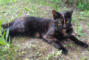 Disappearance alert Cat  Female , 1 years Jouy-le-Moutier France