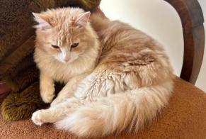 Disappearance alert Cat Male , 1 years Pernes-les-Fontaines France