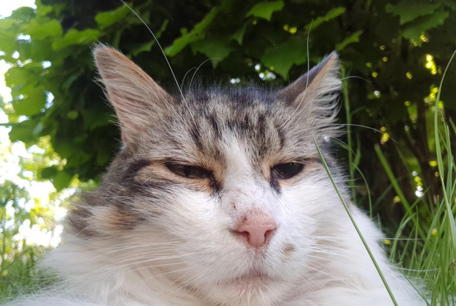 Disappearance alert Cat  Male , 12 years Orléans France