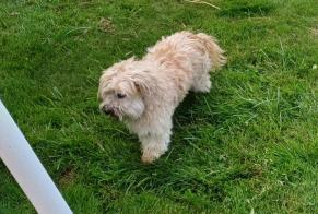 Disappearance alert Dog miscegenation Male , 16 years Quingey France