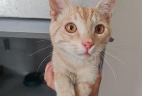 Discovery alert Cat  Male , Between 4 and 6 months Houilles France