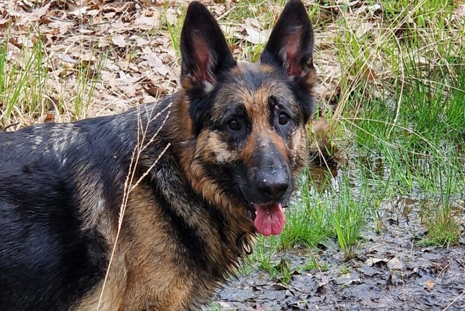 Disappearance alert Dog  Female , 5 years Cravant-les-Côteaux France