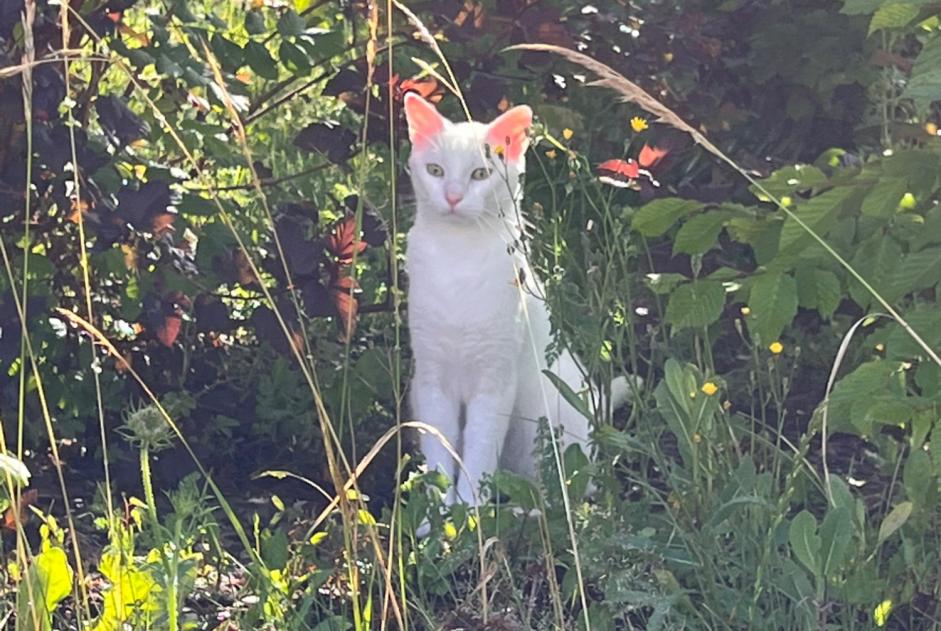 Disappearance alert Cat Male , 4 years Maîche France