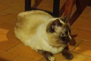 Disappearance alert Cat miscegenation Female , 5 years Le Temple France