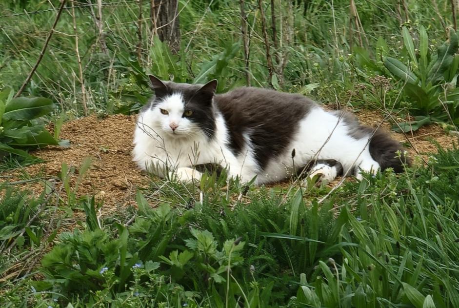 Disappearance alert Cat Male , 8 years Chuyer France