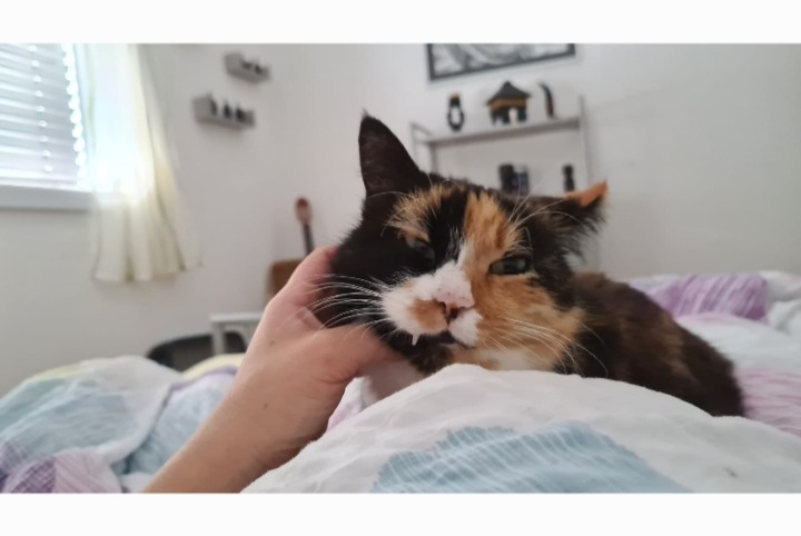 Disappearance alert Cat Female , 9 years Conthey Switzerland