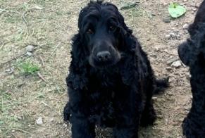 Disappearance alert Dog  Female , 3 years Saint-Haon-le-Vieux France