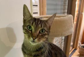 Disappearance alert Cat  Male , 2 years Saint-Pierre-Quiberon France