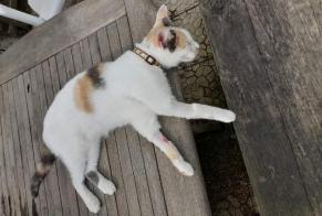 Disappearance alert Cat Female , 1 years Mandres-les-Roses France