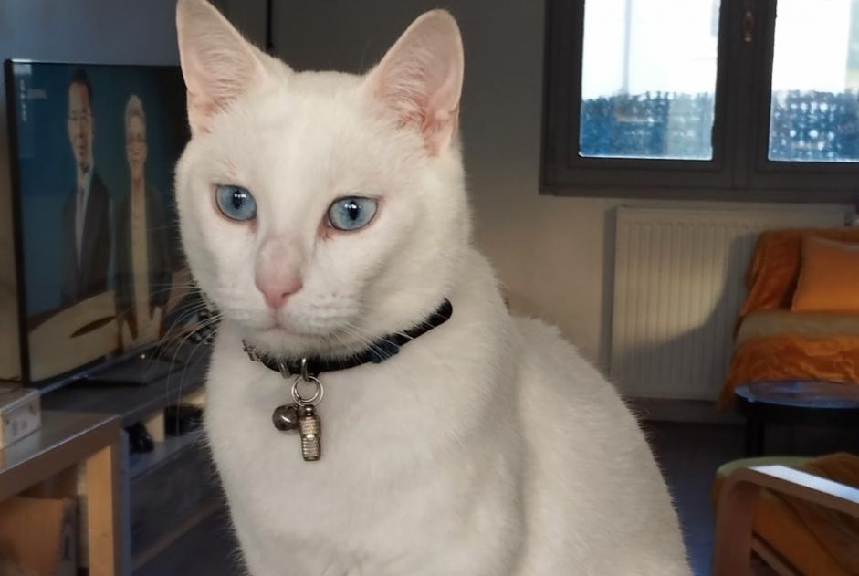 Disappearance alert Cat Male , 5 years Le Havre France