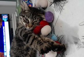 Disappearance alert Cat miscegenation Female , 1 years Marzan France