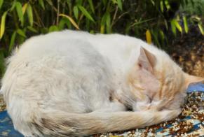 Disappearance alert Cat Male , 3 years Saint-Pierre-sur-Dropt France