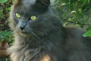 Discovery alert Cat miscegenation Unknown Les Sables-d'Olonne France