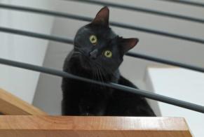 Disappearance alert Cat Male , 3 years Blaison-Saint-Sulpice France