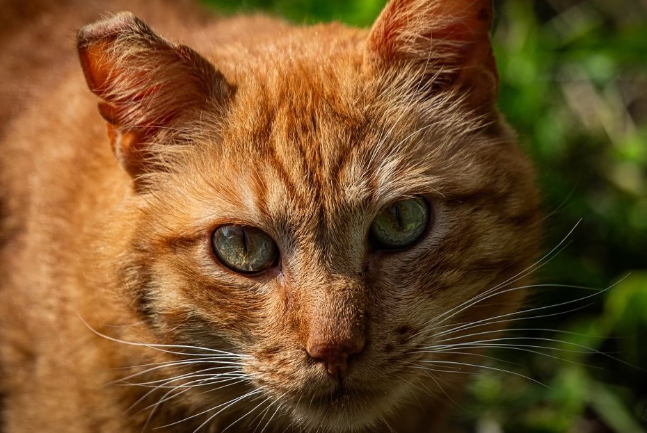 Disappearance alert Cat miscegenation Male , 7 years Capbreton France