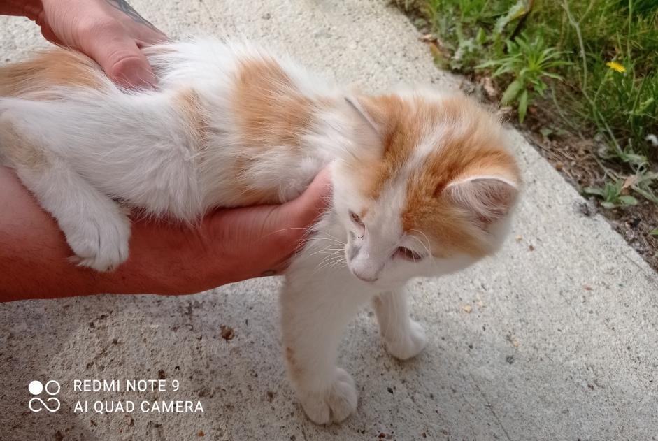 Discovery alert Cat Female , Between 4 and 6 months Saint-Denis-de-Pile France