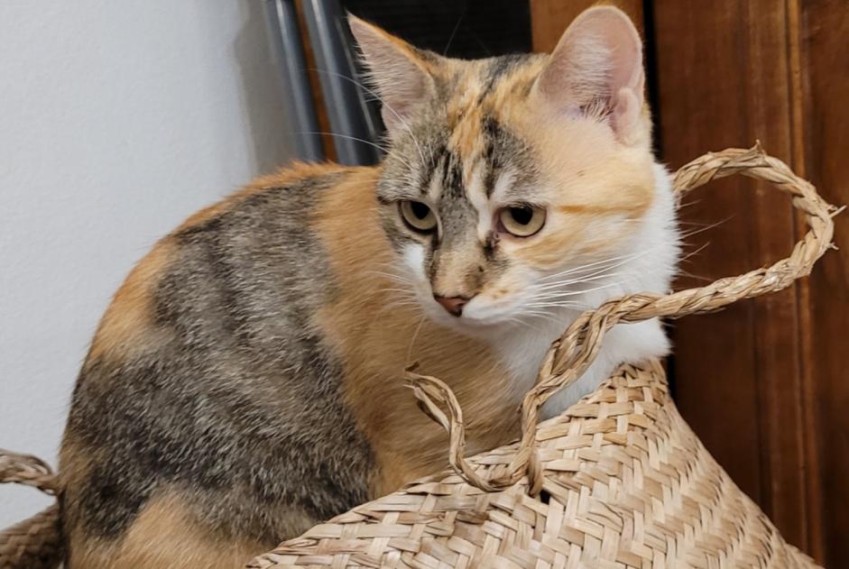 Disappearance alert Cat  Female , 1 years Saverdun France